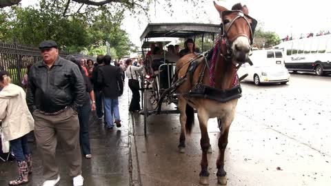 Horse carriage on side of new orleans streets