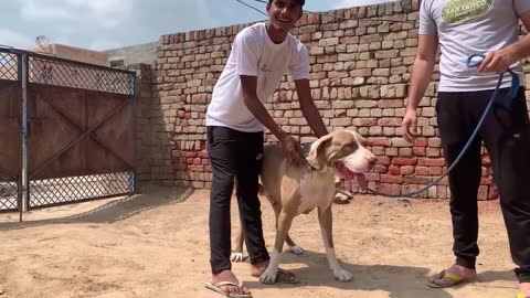 World's biggest Dogs😱 - Indian Royal Breed Bully Kutta