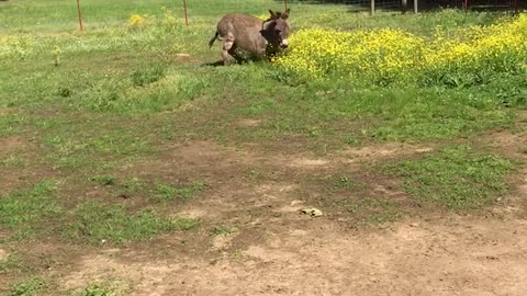 Donkey Loves His New Toy