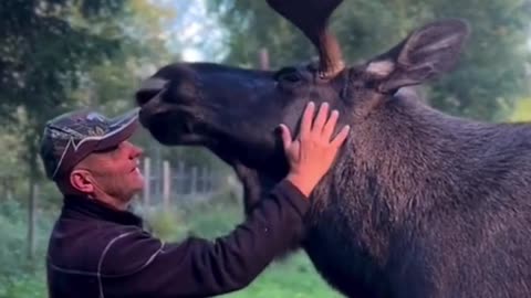 Beer attacking moose rescued