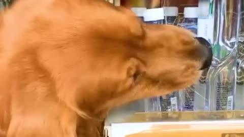 Funny video of my Bangbang pet dog