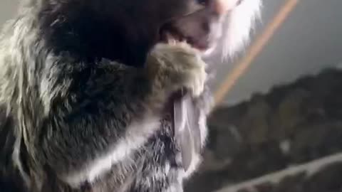 little monkey eating breakfast with a big insect