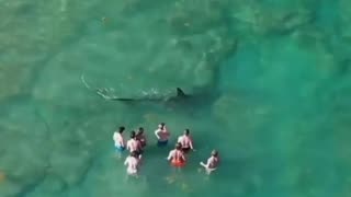 8 Idiots filming a 14ft, 1000 Pound Hammerhead Shark