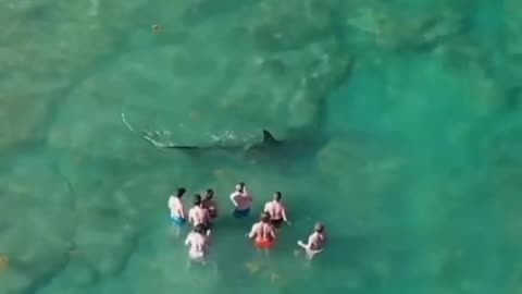 8 Idiots filming a 14ft, 1000 Pound Hammerhead Shark