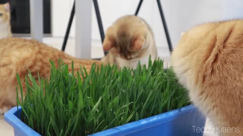 Cute cats love to eat green grass