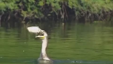 A bird swallowing a whole fish.