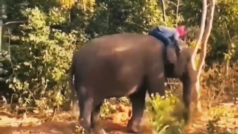 Funny elephant and wild elephant just for watching thank you