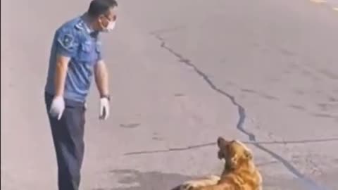 Triste video de un cachorro atropellado