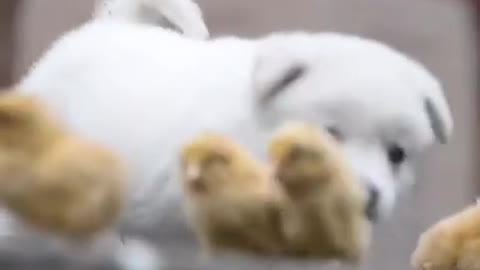 Pet Puppy with Bantams