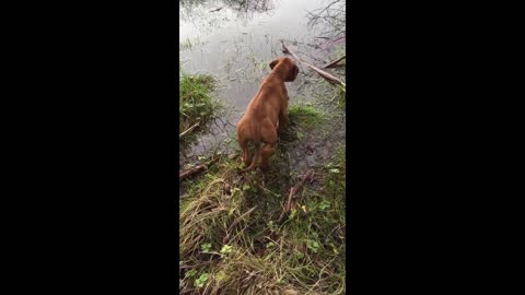 Mister Brown The Rhodesian Ridgeback; little puppy, big life