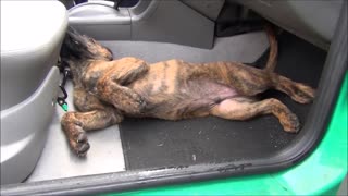 Sweet puppy arrives to his new home, but he wants to stay in car
