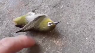 Bird Takes Flight After Playing Dead