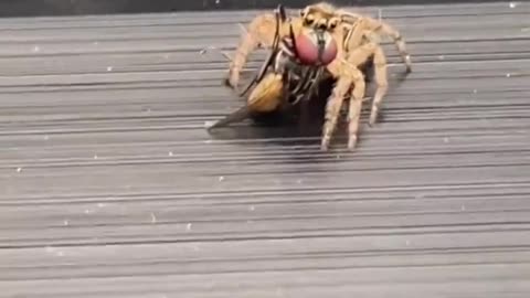 This is how fast spiders are