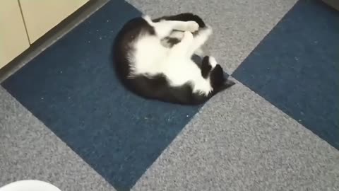 Cat has amazing first experience with CatNip