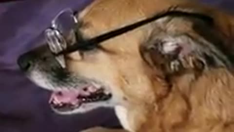This dog wants to become a professor