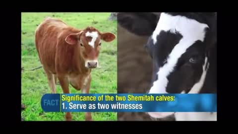 2 Cows: Male Cow 7 & Female Red Heifer 7: 2014 Prophetic Sign Steve Mac 88 YT