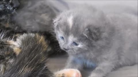 Aweedorable Baby Kittens