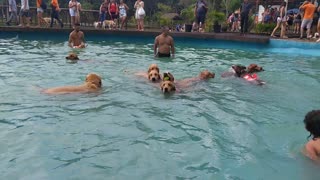 A Pool of Puppies