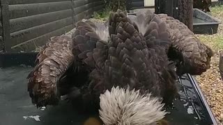 Majestic American Bald Eagle Taking a Bath
