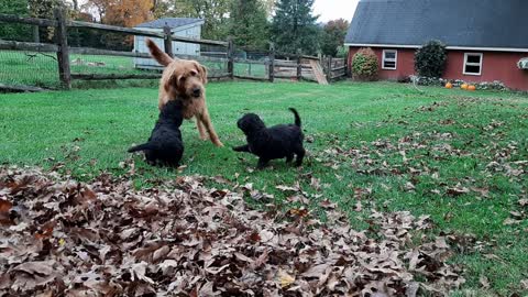 Puppy Recess with Golden Doodles