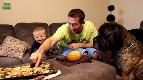 Funny Babies Laughing Hysterically at Dogs Compilation