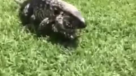 Horrible attack by comodo Dragon