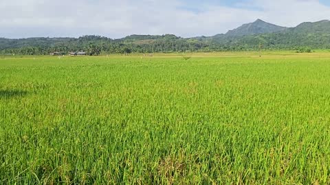 Satisfying Green Sea of Green Grain .