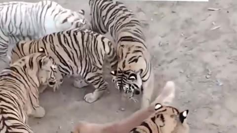 Dog Raises tiger as her kids