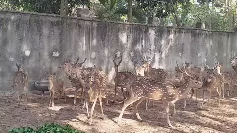 Beautiful Deer from Bangladesh