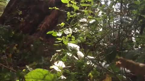 Large Tree Falls Moments Before Being Felled