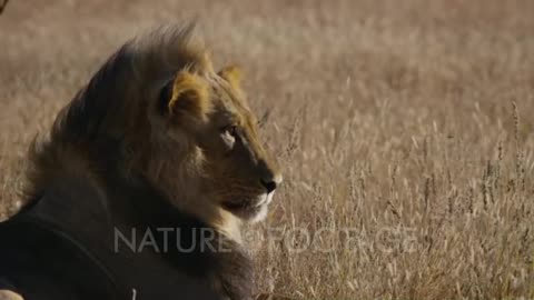 Leo (Panthera)