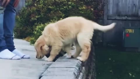 Cutest dog is trying to recognize his owner