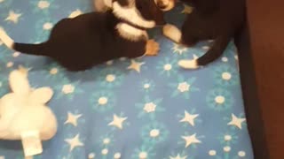 Baby basset hounds playing