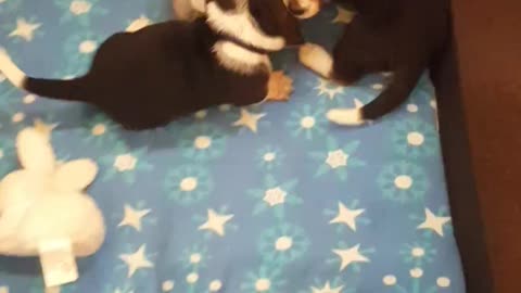 Baby basset hounds playing
