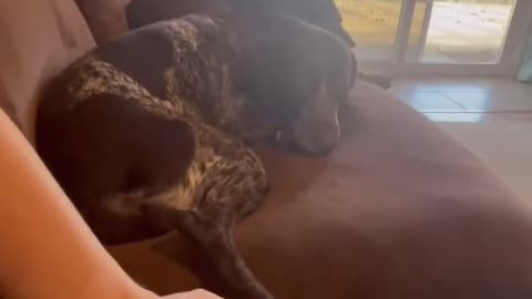 This Dog's Reaction to Tickles is Priceless! 😆🐾