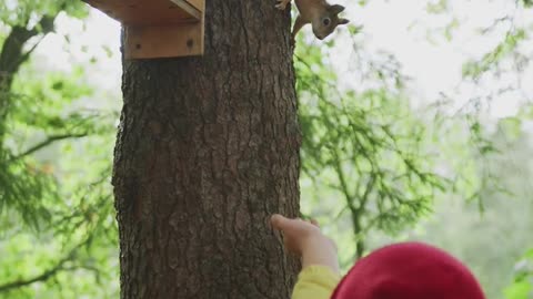Squirrel enjoys the fresh sheets | funny animal videos!