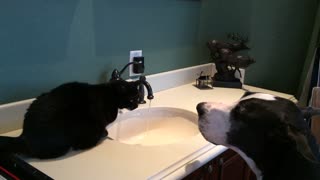 Dog and cat take turns drinking water from faucet