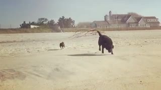 Black dog chases small dog across sunny beach white house