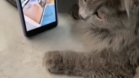 Cat Vibing To Music - Cats Reaction Funny Cat Videos 😹😘