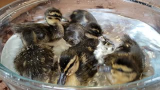 Amazing underwater ducklings swim in water bowl