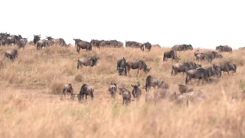 Migration moves more than a million wildebeest and a thousand zebras; 4K HDR/HLG