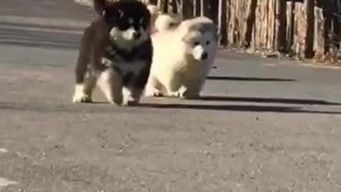 Funny And Cute Puppies Running