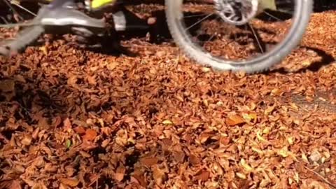 What kind of experience is riding in the leaves?