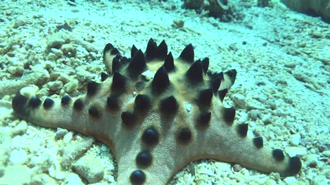 This sea star looks like an edible chocolate chip indeed - no sound