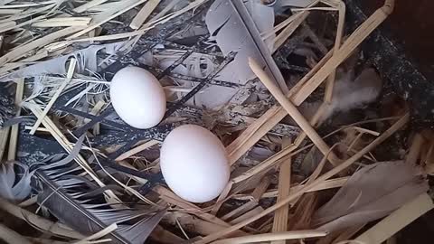 pigeon eggs problem,pigeon eggs