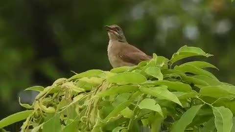 Streak_eared Bulbul