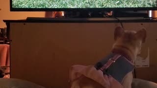 This friendly Bulldog wants to play with the dogs on TV
