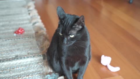 gorgeous black catsitting on a carpet