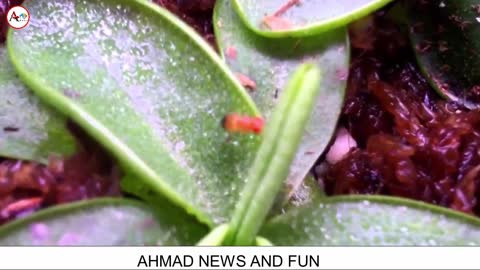 Plants that eat MEAT | carnivorous plants | pitcher plant | what are carnivorous plants