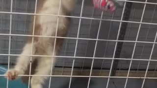 climbing fence cat